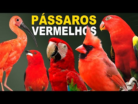 WILD AMAZON: Documentary of Vibrant and Incredible Birds of the Amazon Rainforest and Brazil