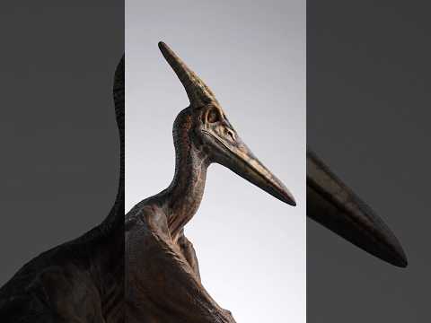 ECC Jurassic Park3  1/5 Scale Pteranodon Prop Replica