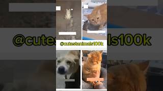 cute animals funny video trending shorts🥰 #funnycomedyshort#cuteanimalsfunnyvideos#funnycomedys