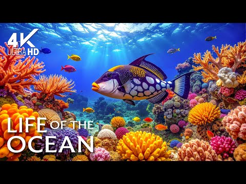 AQUARIUM 4K ULTRA HD – Graceful Fish Swimming & Vibrant Sea Life with Calm Sleep Music