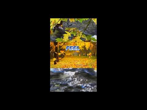 Whispers of Nature: Find Your Peace in the Wild