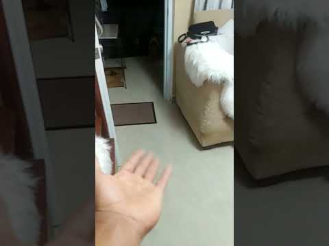 #dog #shorts #suzy running like a loquita