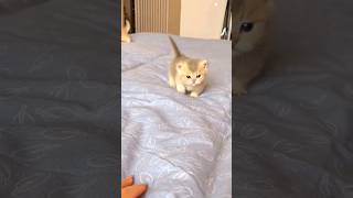 قطه نونو صغيره😻