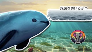バキータ・マリーナ | 動物ドキュメンタリー