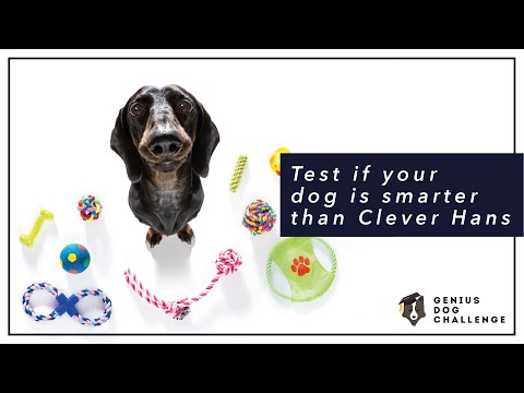 Test if your dog is smarter than Clever Hans