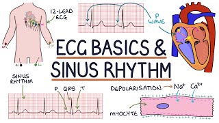 Understanding ECG Basics And Sinus Rhythm