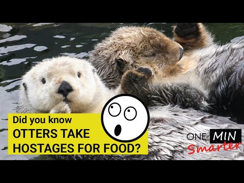 Did you know otters hold babies hostages for food?