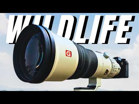 TOP 5 Best Sony Lenses For Wildlife Photography