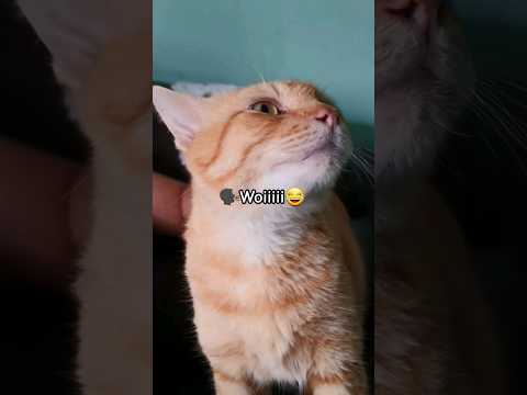 Funny cat #funny #shorts #cat #meong #funnycats
