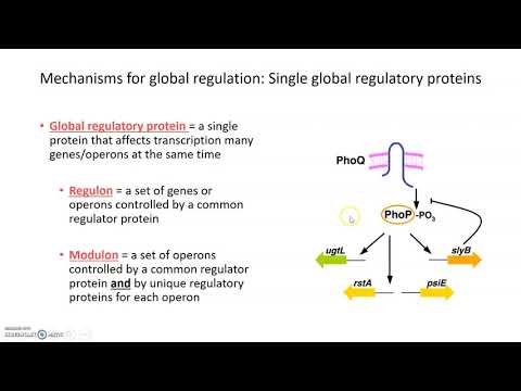 Mechanisms of global regulation
