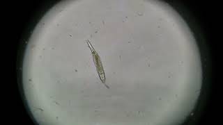 Rotifers starter cultures at LiveFishFood.com.au