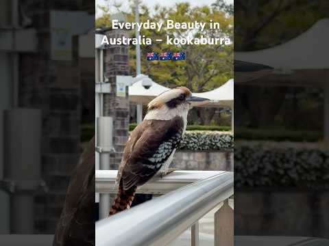 Kookaburras in Australia🇦🇺Sydney Wildlife in 4K