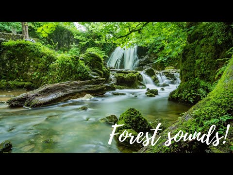 Echoes of the Forest - Meditation and Relaxing Nature Sound - White Noise for Sleeping