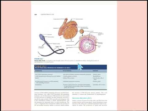 Parts of human male reproductive system structure in urdu/hindi for all science students.easy detail