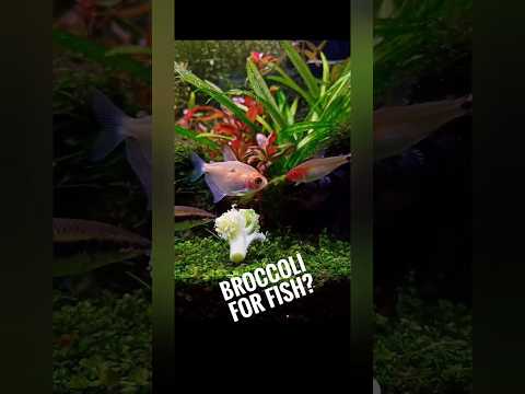 Can you feed veggies (broccoli)? to your fish yes, you can. #aquarium #aquariumideas #fishtank