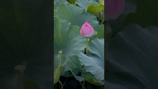 Chill Abstract (Intention)- Ambience, ambient, electronic, elegant, future, intelligent, light music