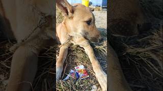 Cutest dog Cross Puppy Melt Your Heart