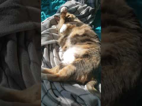 sunbathing Monkey