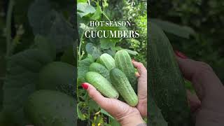 If you think you need a huge yard to garden try planting these in 1 4x4 bed🌱#garden #plants #seeds