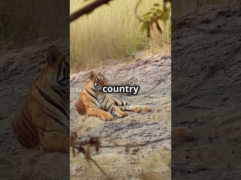5 Jaw Dropping Facts About Bengal Tigers You Never Knew!