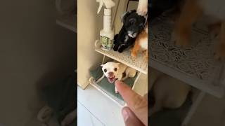 Niki the most celebrity chihuahua in the world🤣🤣#viralshorts #funny #comedy #cute #999