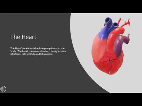 The Circulatory system