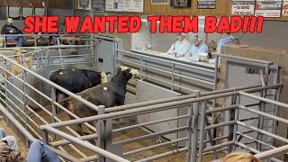 A Trip to the Local Stockyards...Cattle are still HIGH...and Feisty!!!
