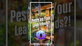 Natural Remedy for Houseplant Pests – Organic & Chemical-Free Solutions