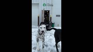 SNOW DAY AT FURBABY PET CARE!