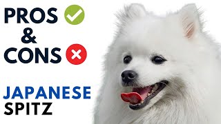 Japanese Spitz Pros and Cons | Japanese Spitz Dog Advantages and Disadvantages
