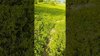 #villgevlogs #nature #farmhouse #ytvideoes
