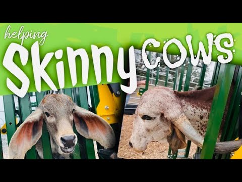 Helping Skinny Cows! Catching, Sorting & Medicating with Arrowquip Handling System