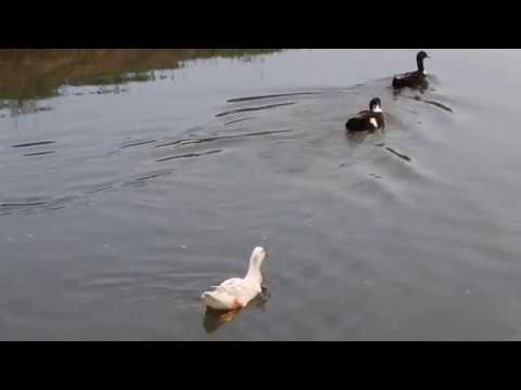Ducks paddling away