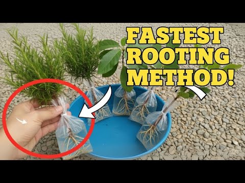 Multiply Your Plants for FREE With This Shockingly Easy Trick!