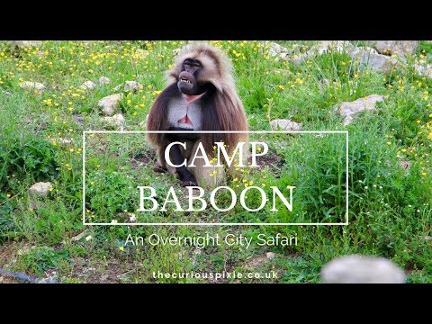 Camp Baboon - An Overnight City Safari