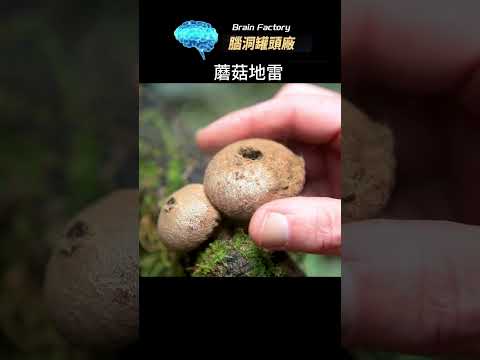 一碰就會原地爆炸的蘑菇，突然就硝煙四起，像極了我那個暴躁的朋友！#世界之最 #冷知识 #地球之最 #脑洞大开#美食#夜市#夜市小吃 #街头小吃 #美食探店 #菜谱大全 #奇怪 #食材 #热知识#蘑菇