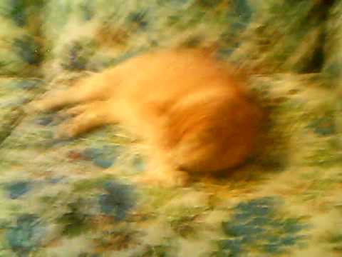 My Friend's Cat Tiger