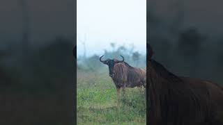 Male GNU SOUND In Kruger Park