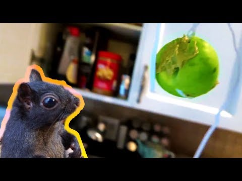 Feeding a squirrel.