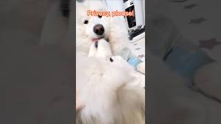Privacy, please! #PetLovers #CutePets #AnimalTikTok #PawfectMoments