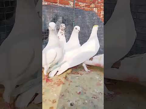 Chokro dosto bhail ko kabootar ka for sale