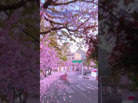 CHERRY BLOSSOME IN AIZAWL