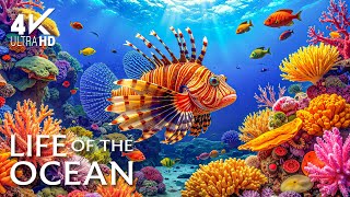 Ocean Colors 4K ULTRA HD – Rare Marine Life & Vivid Sea Creatures with Calming Music