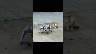 Robot Scares Dog, But Cat Stays Cool #trending #animals #wildlife #cat #dog #shorts
