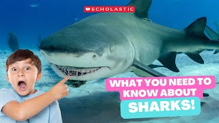 SHARK 🦈 Facts for KIDS | Whale SHARKS Can Grow as BIG as a Bus 🚌