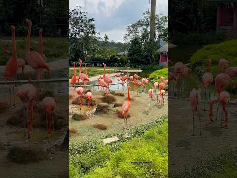 🦩Flamingos: Nature’s living pink highlighters! #birdparadisesingapore #singaporetouristattractions