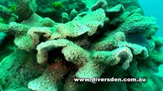 Diving the Great Barrier Reef - Liveaboard OceanQuest from Cairns