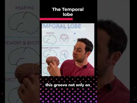Temporal Lobe