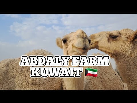 abdaly farm kuwait 🇰🇼 [2023]