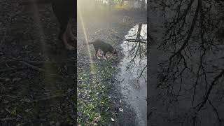 Walkies part 2 #puppy #adoreble #redbonecoonhound #rottweiler #greatpyrenees #blueheeler